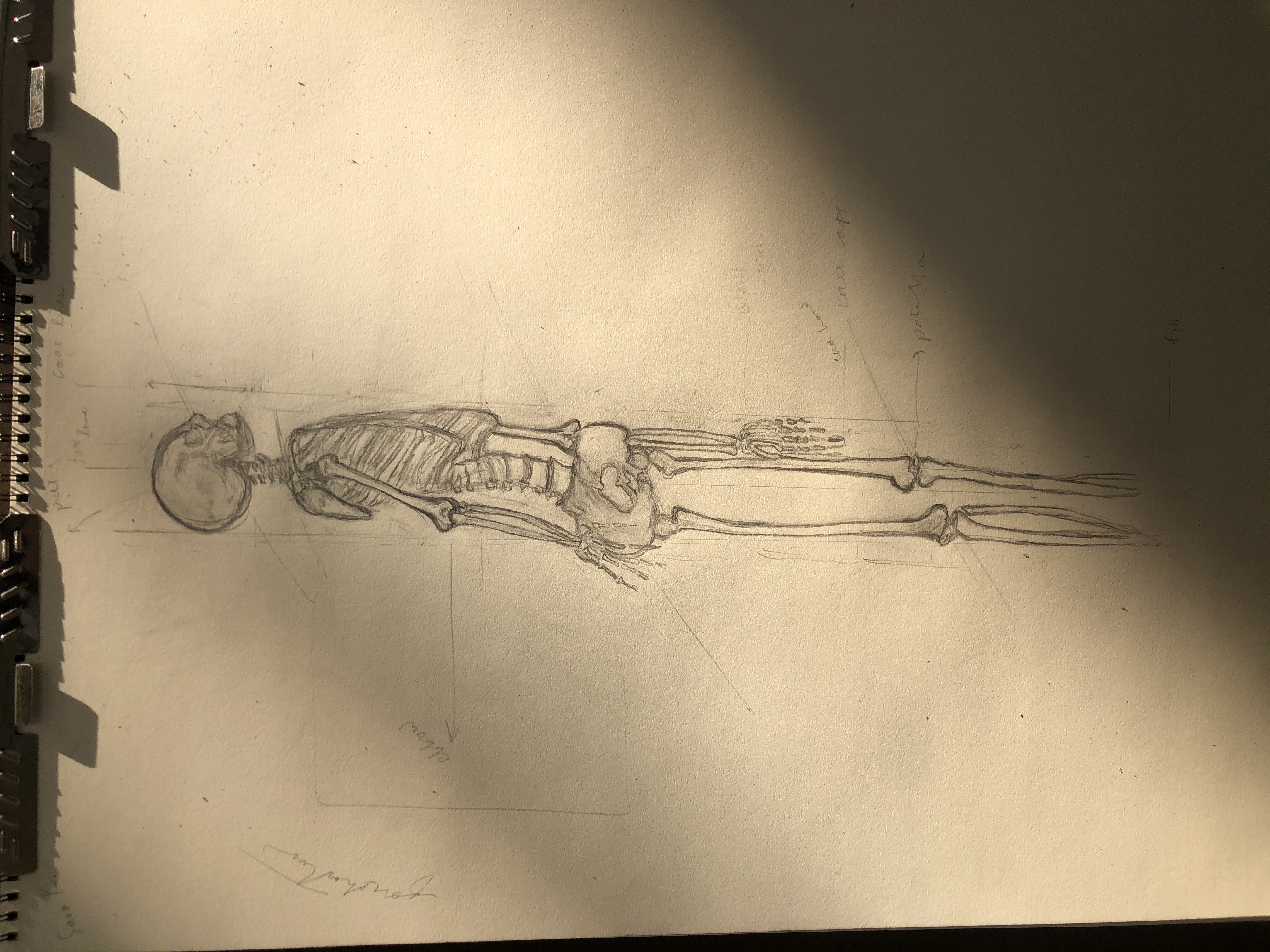 Sara’s Skeleton